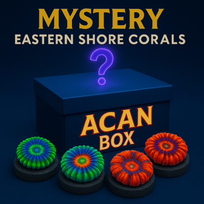 Mystery Acan/Micromussa Box