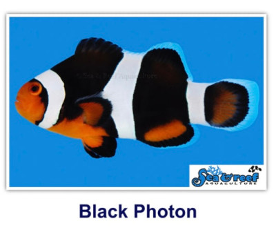 Black Photon Clownfish