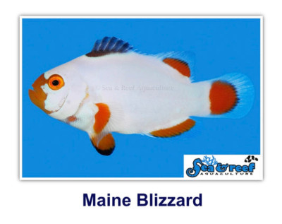 Maine Blizzard Clownfish