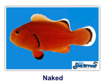 Naked Clownfish