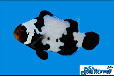 Snowflake Clown; Phantom