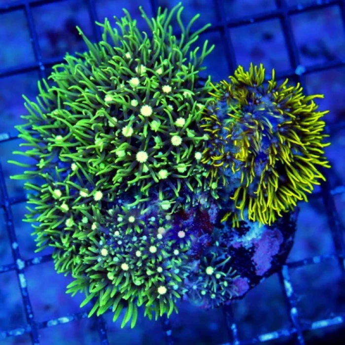 Metallic Green Star Polyp