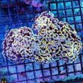 Orange Hammer Coral