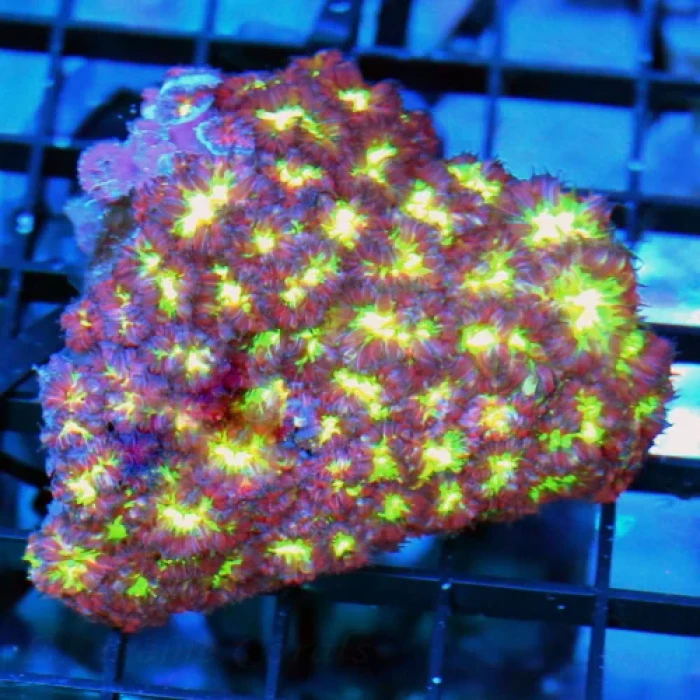 Blastomussa Merletti