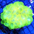 Yellow Bubble Coral