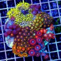 Combo Zoanthids