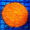 Orange Plate Coral