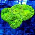 Neon Green Lobophyllia