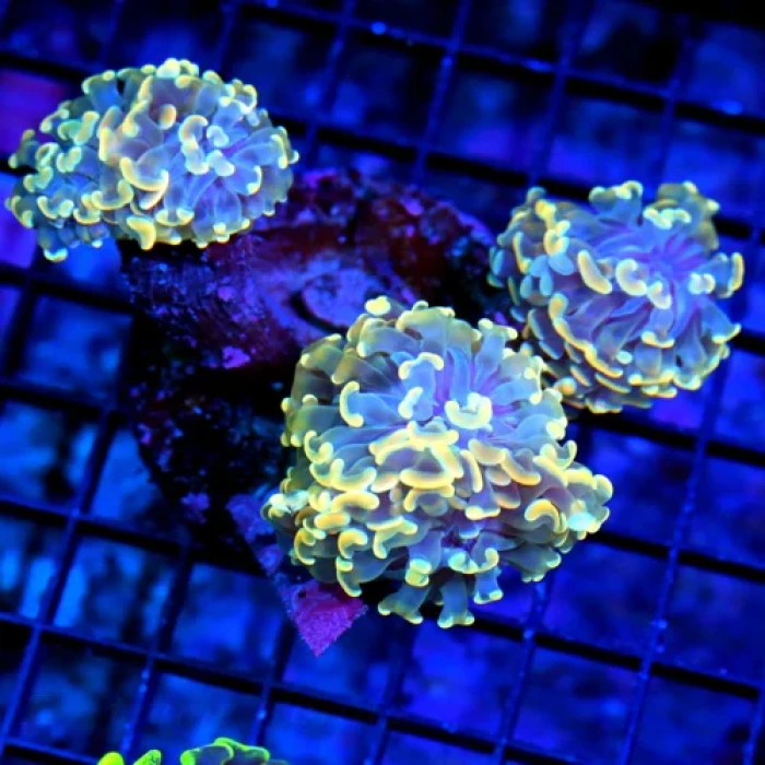 Ultra Branching Hammer