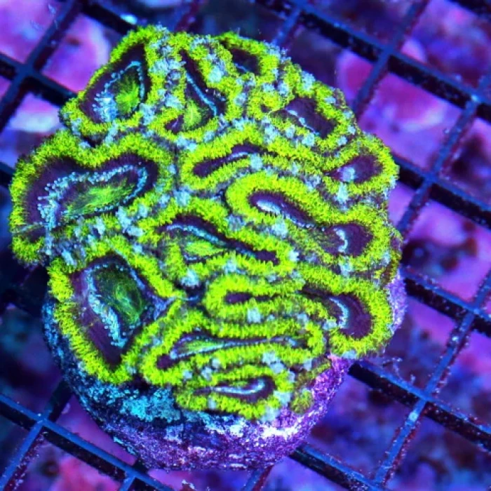 Blue And Green Acan