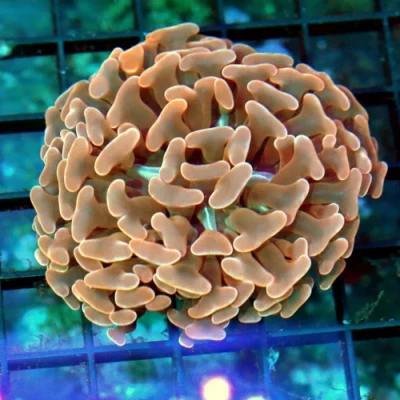 Hammer Coral - Peach Colored Hammer Coral