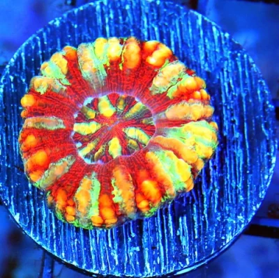 Mini Scolymia - Ultra Colored Rainbow Mini Scolymia Coral