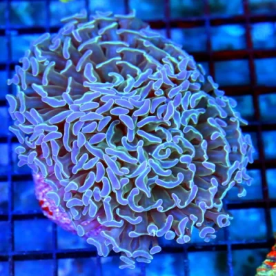 Branching Hammer Coral - Blue Tipped Branching Hammer Coral