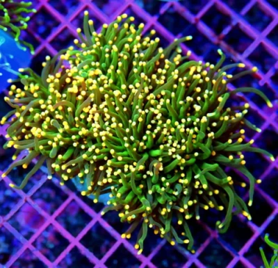 Torch Coral - Very Very Special Super Orange Tipped Emerald Green Torch Coral