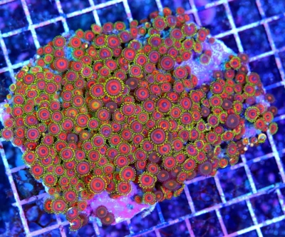 Xl Zoanthid Coral - Ultra Colored "bellagio" Zoanthid Coral