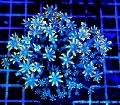 Clove Polyps Coral - Ultra Colored "firecracker" Clove Polyps
