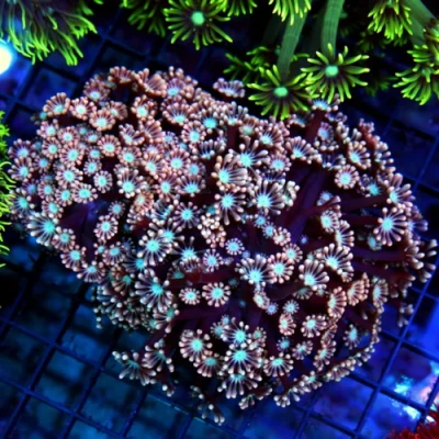 Goniopora Coral - Super Neon Red And Pink Blue Eyed Goniopora Coral