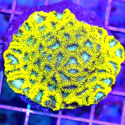 3" Favites Coral - Out Of This World Super Blue Eyed Mini Favites Coral