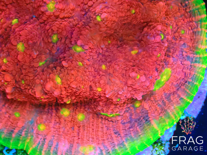 Pink Watermelon Chalice