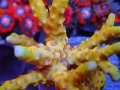 Goldenrod Anacropora