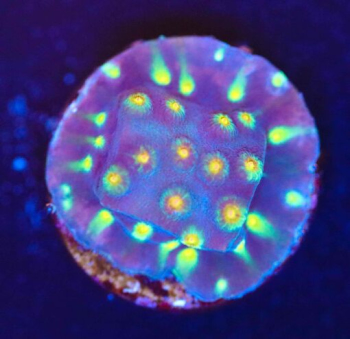 Jf Party Crasher Cyphastrea