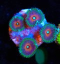 Captain America Zoa