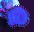 Purple Death Zoas