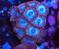 Blueberry Zoa