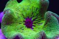 Green Carpet Anemone