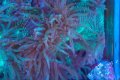 Elegance Coral