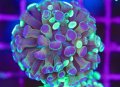 Gold Hammer Coral