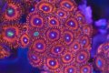 Illuminati Zoa