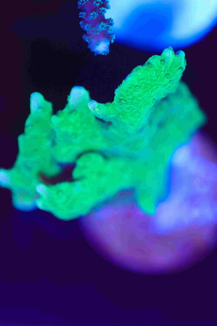 Green Branching Montipora