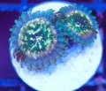 Galaxy Zoanthid Frag