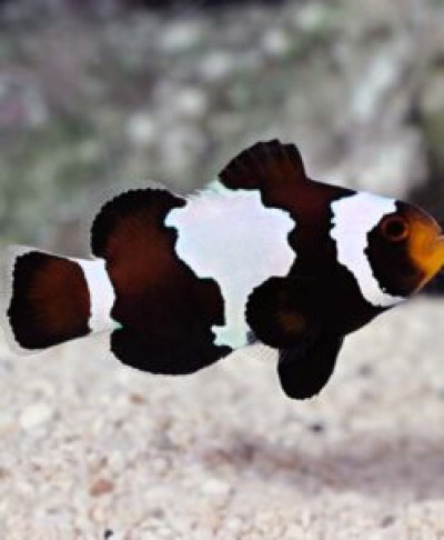 Black Snowflake Clownfish