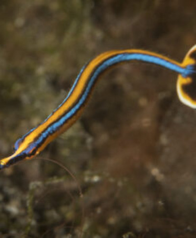 Bluestripe Pipefish *pick up only*