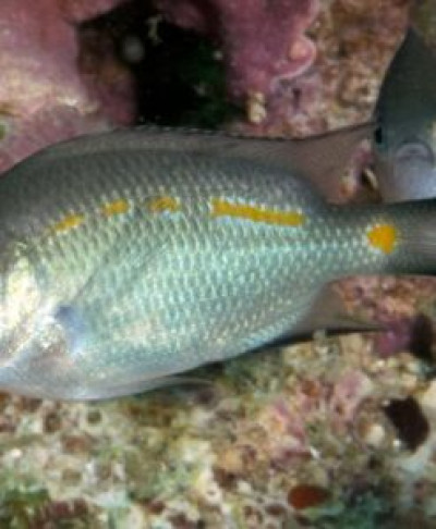 Orange Line Chromis