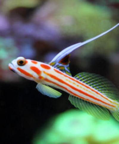 Yasha Goby