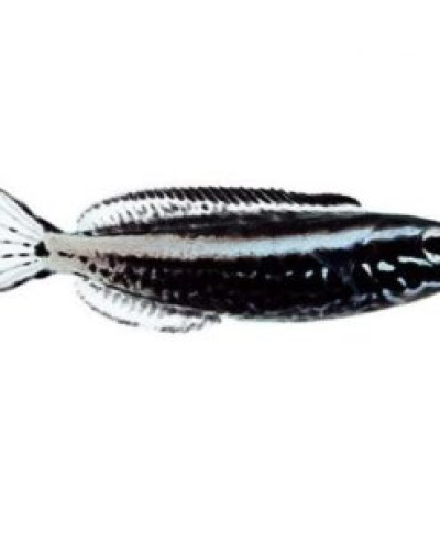 Japanese Kamohara Blenny