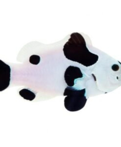 ORA Captive Bred Black Storm Clownfish