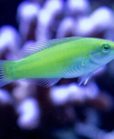 Green Coris Wrasse