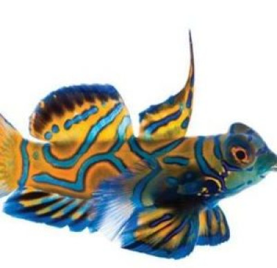 Captive Bred Blue Mandarin Dragonet (~3/4”)