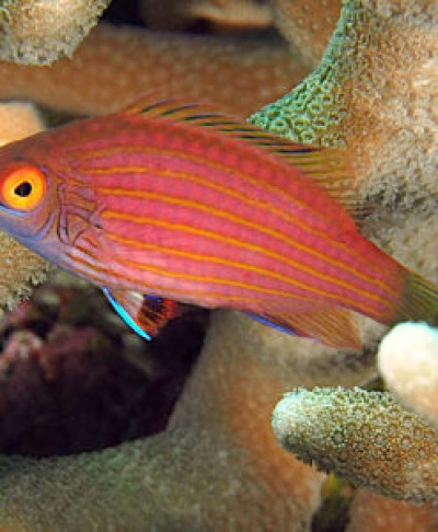 Pink Streaked Wrasse *PICK UP ONLY*