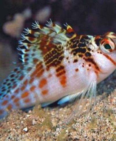 Falco Hawkfish