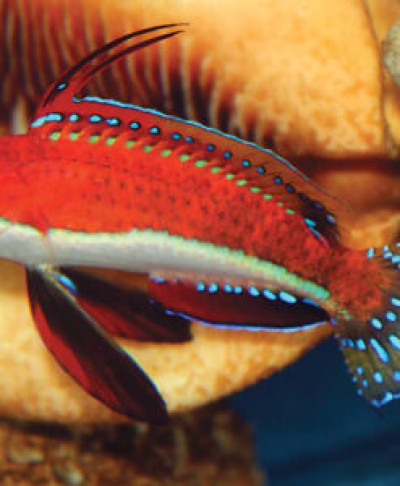 Longfin Fairy Wrasse Male