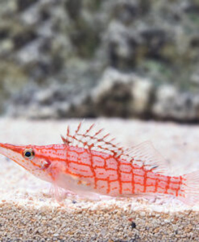 Longnose Hawkfish