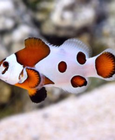 Captive Bred Mocha Storm Clownfish