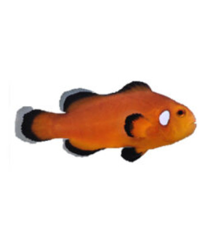ORA Nearly Naked Clownfish