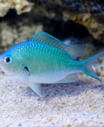Blue Green Chromis