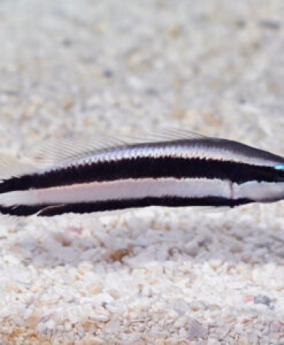 Striped Dottyback